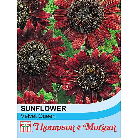 Sunflower Velvet Queen Flower Seeds