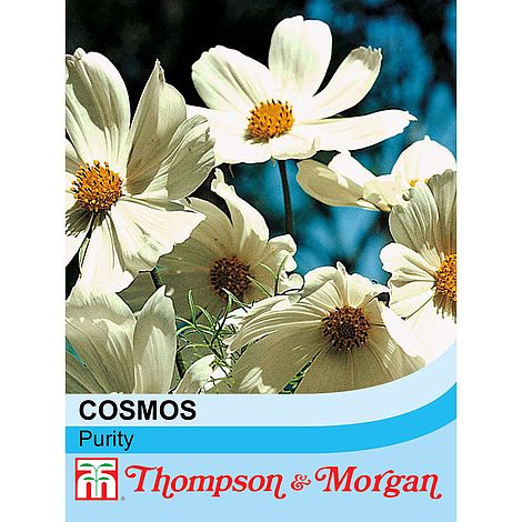 Cosmos Purity Flower Seeds