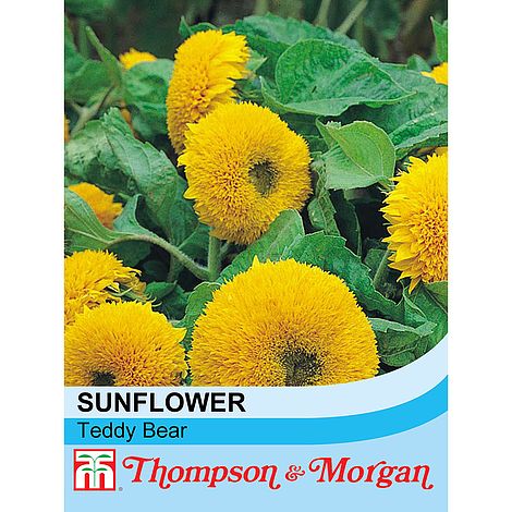 Sunflower Teddy Bear Flower Seeds