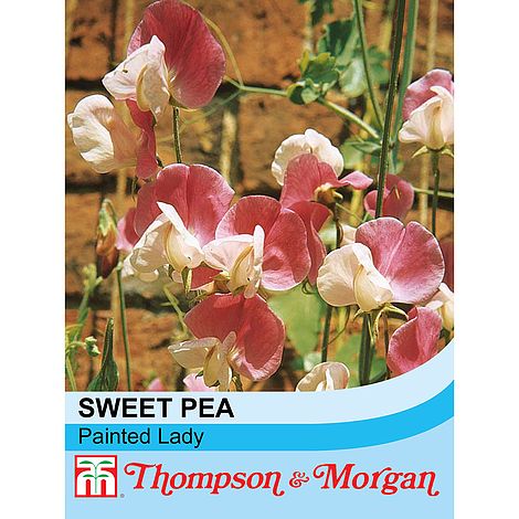 Sweet Pea Painted Lady Flower Seeds