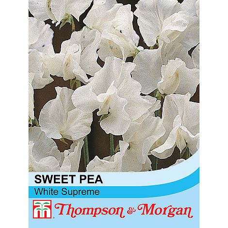 Sweet Pea White Supreme Flower Seeds