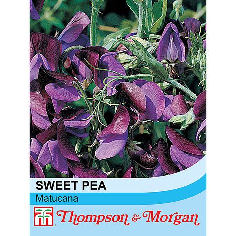 Sweet Pea Matucana Flower Seeds