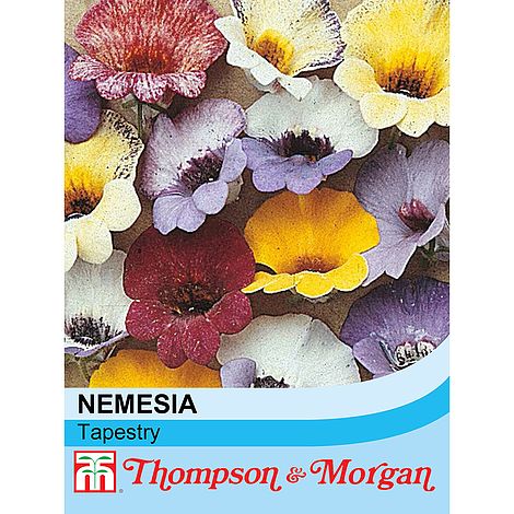 Nemesia Tapestry Mixed Flower Seeds