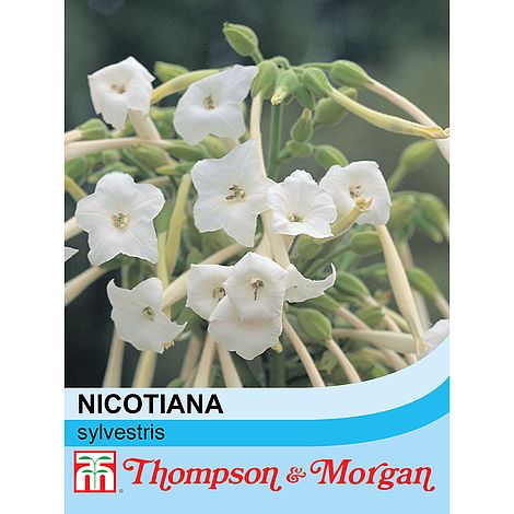 Nicotiana Sylvestris Flower Seeds