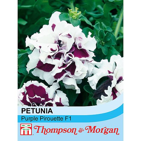 Petunia Purple Pirouette F1 Hybrid Flower Seeds