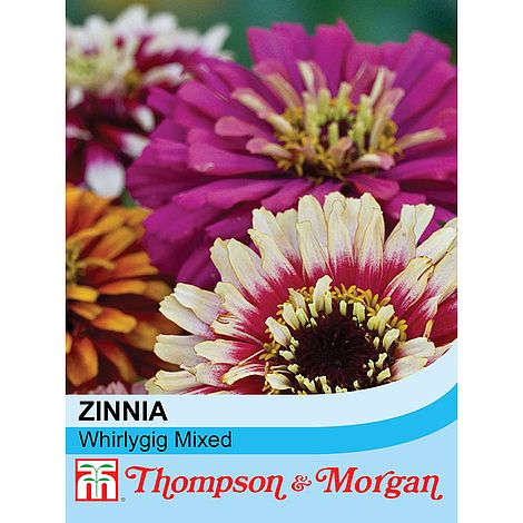 Zinnia Whirlygig Mixed Flower Seeds