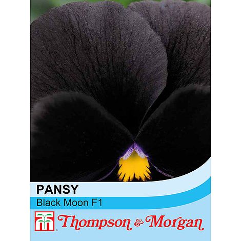 Pansy Black Moon Flower Seeds