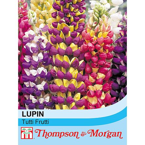 Lupin Tutti Frutti Flower Seeds