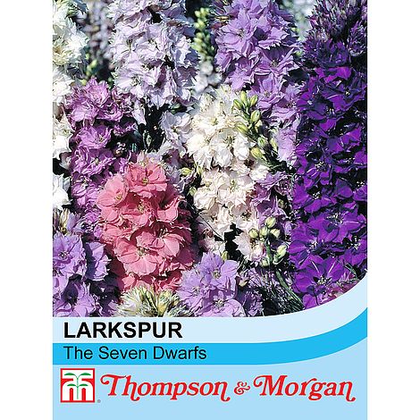 Larkspur The Seven Dwarfs Flower Seeds
