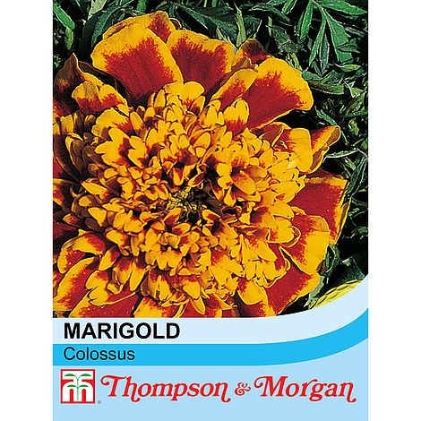 Marigold Colossus Flower Seeds
