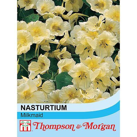 Nasturtium Milkmaid Flower Seeds