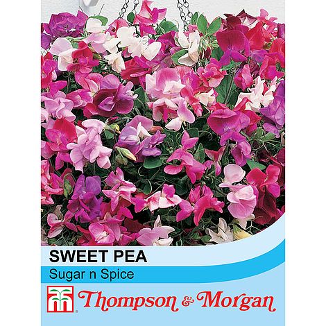 Sweet Pea Sugar N Spice Flower Seeds