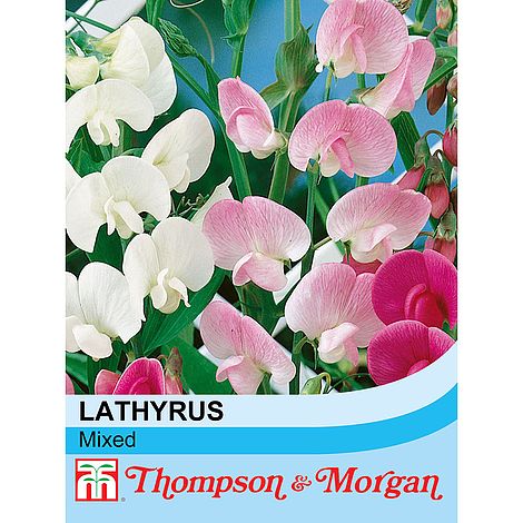 Sweet Pea Everlasting Mixed (Lathyrus) Flower Seeds