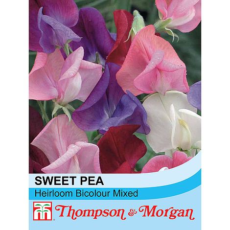 Sweet Pea Heirloom Bicolour Mix Flower Seeds