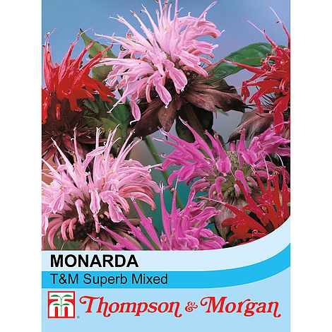 Monarda Superb Mixed Flower Seeds