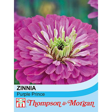 Zinnia Purple Prince Flower Seeds
