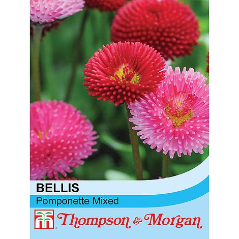 Bellis Pomponette Mixed Flower Seeds
