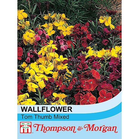 Wallflower Tom Thumb Flower Seeds