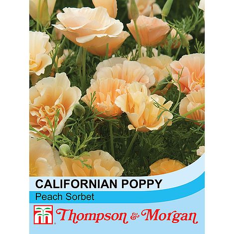 Californian Poppy Peach Sorbet Flower Seeds
