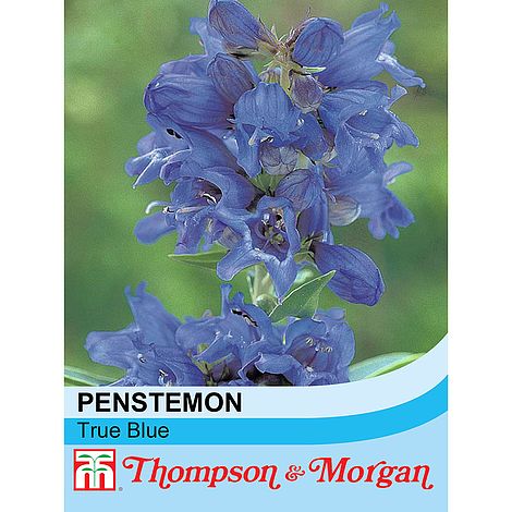 Penstemon True Blue Flower Seeds