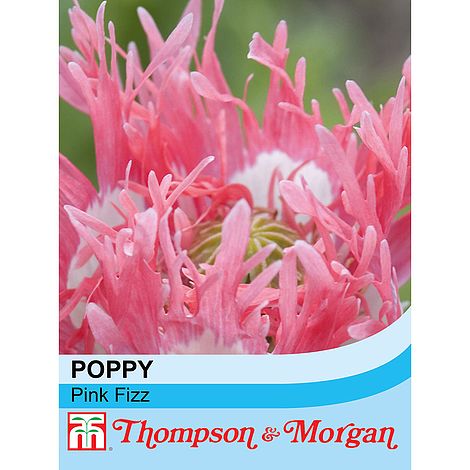 Poppy Pink Fizz Flower Seeds