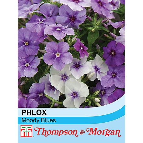 Phlox Drummondii Moody Blues Flower Seeds