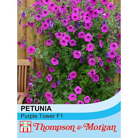 Petunia Purple Tower F1 Hybrid Flower Seeds
