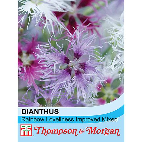 Dianthus Rainbow Loveliness Improved Mixed Flower Seeds