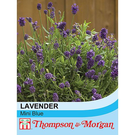 Lavender Mini Blue Flower Seeds