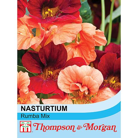 Nasturtium Rumba Mixed Flower Seeds