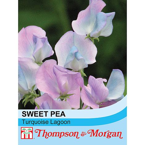Sweet Pea Turquoise Lagoon Flower Seeds