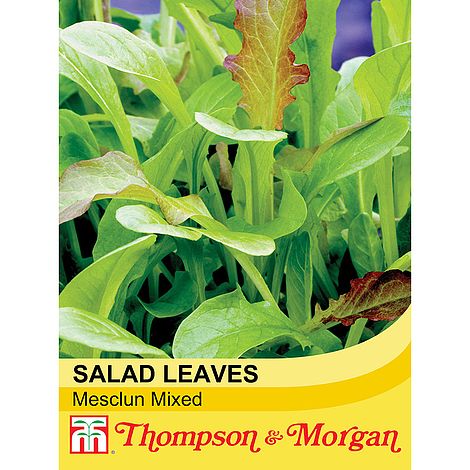 Salad Leaves Mesclun Mixed Seeds