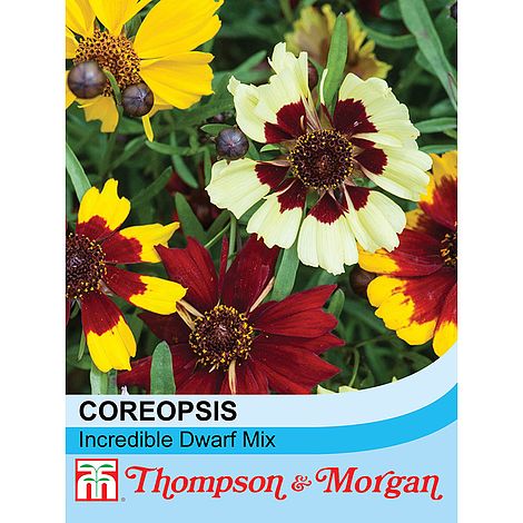 Coreopsis Incredible Dwarf Mixed Flower Seeds