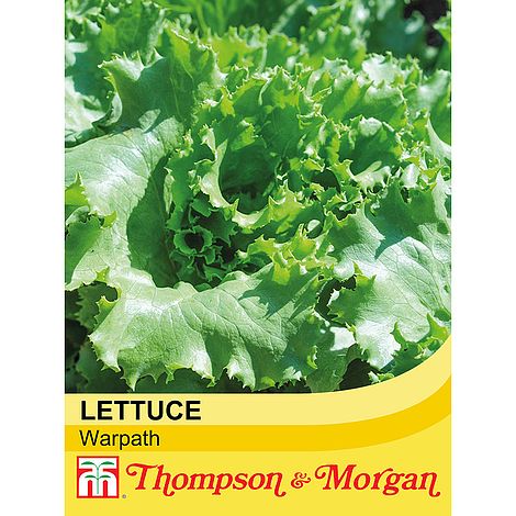 Lettuce Warpath Seeds