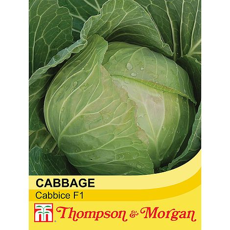 Cabbage Cabbice F1 Hybrid Vegetable Seeds