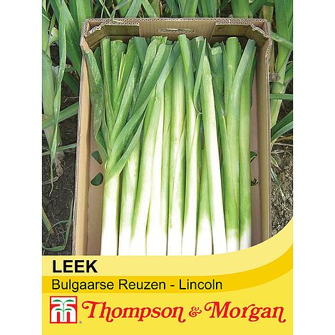 Leek Bulgaarse Reuzen-Lincoln Seeds