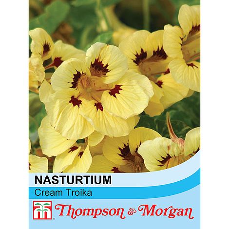 Nasturtium Cream Troika Flower Seeds