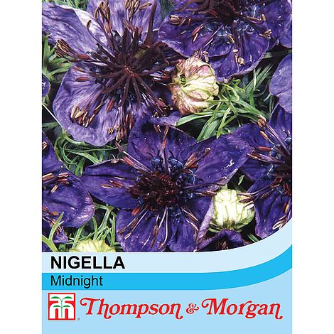 Nigella Midnight Flower Seeds