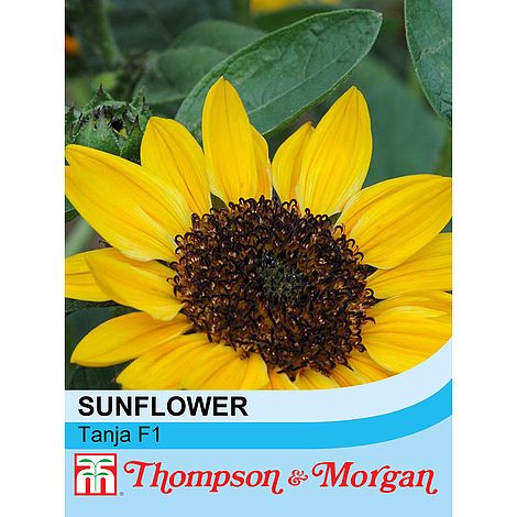 Sunflower Tanja F1 Hybrid Flower Seeds