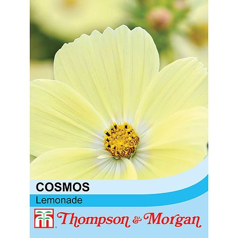 Cosmos Lemonade Flower Seeds