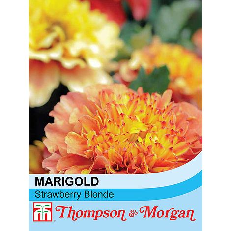 Marigold Strawberry Blonde (French) Flower Seeds