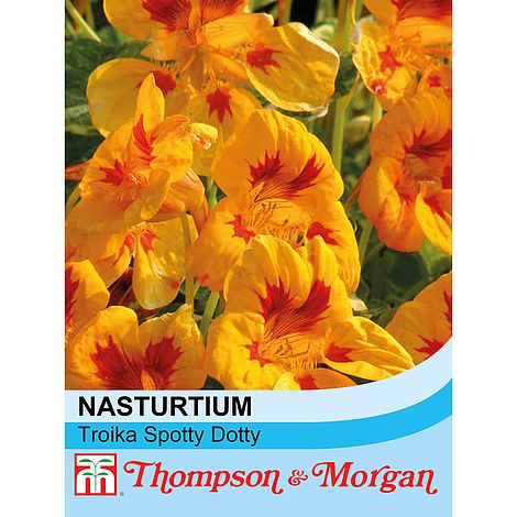 Nasturtium Troika Spotty Dotty Flower Seeds