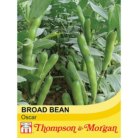 Broad Bean Oscar Seeds