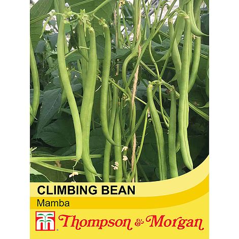 Climbing Bean Mamba Seeds