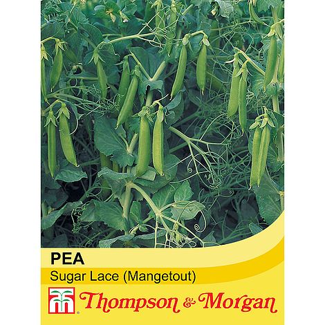 Mangetout Pea Sugar Lace Seeds