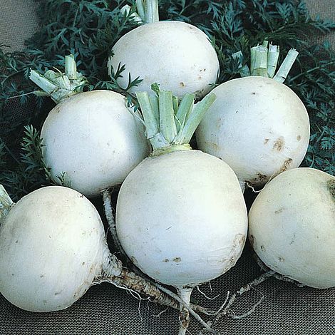 Turnip Snowball Seeds