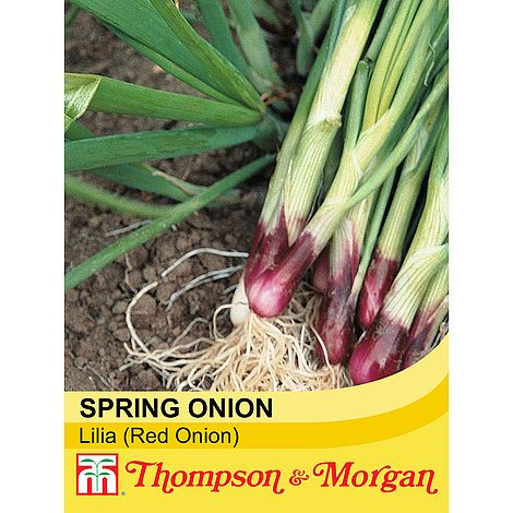 Spring Onion Lilia Seeds