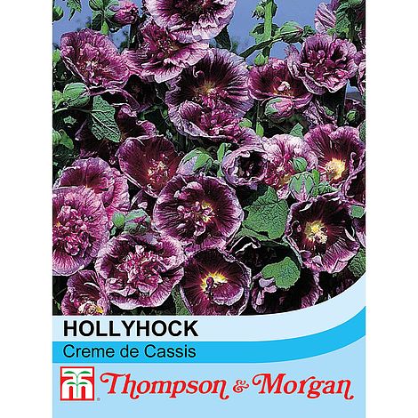 Hollyhock Creme de Cassis Flower Seeds