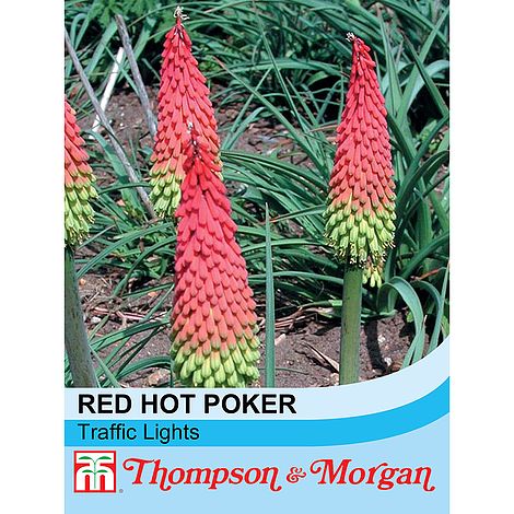 Kniphofia Traffic Lights Flower Seeds