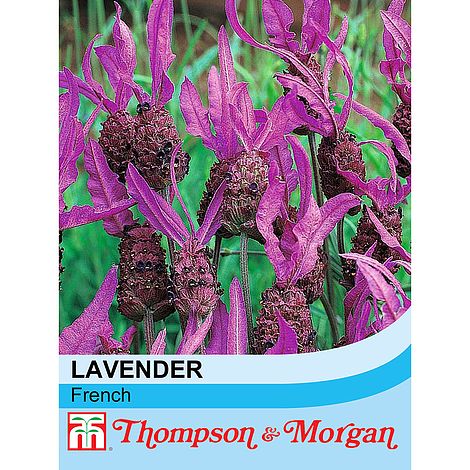 Lavender French Flower Seeds